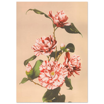 Peonies, floral, Japanese Vintage Art, Peonies Art Print, #illieeart