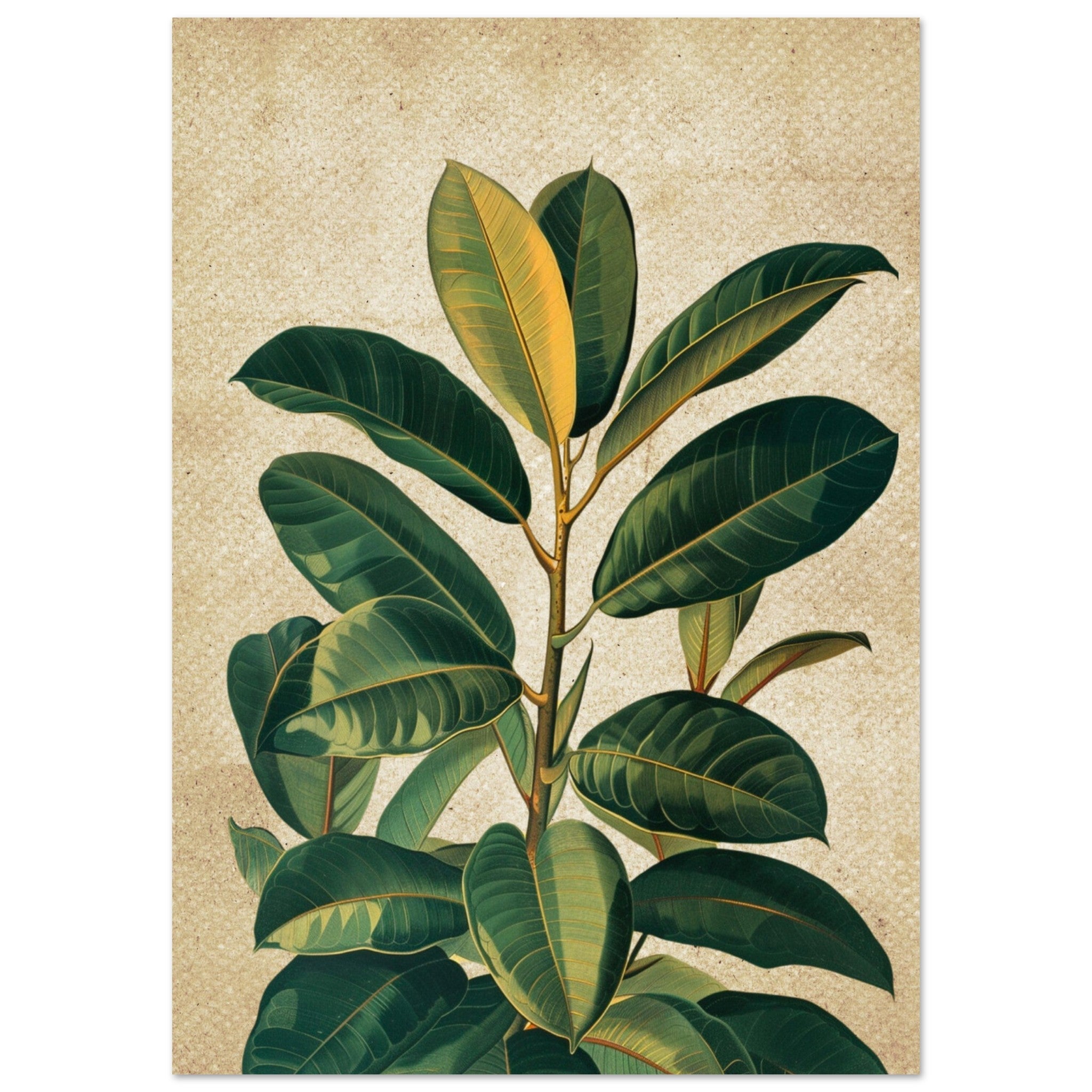 rubber tree tattoo Vintage Rubber Plant Print | Botanical Wall Art