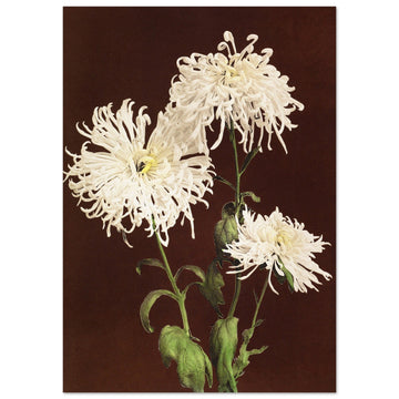 White Chrysanthemums, botanical art print, vintage floral art print, White Chrysanthemums, #illieeart