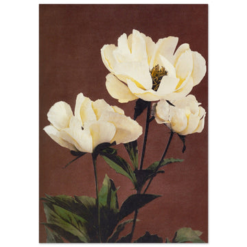 White Roses, Vintage Art print, vintage floral art print, White Roses, #illieeart