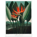 Birds Of Paradise Art Print, floral, green, orange, #illieeart