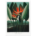 Birds Of Paradise Art Print, floral, green, orange, #illieeart