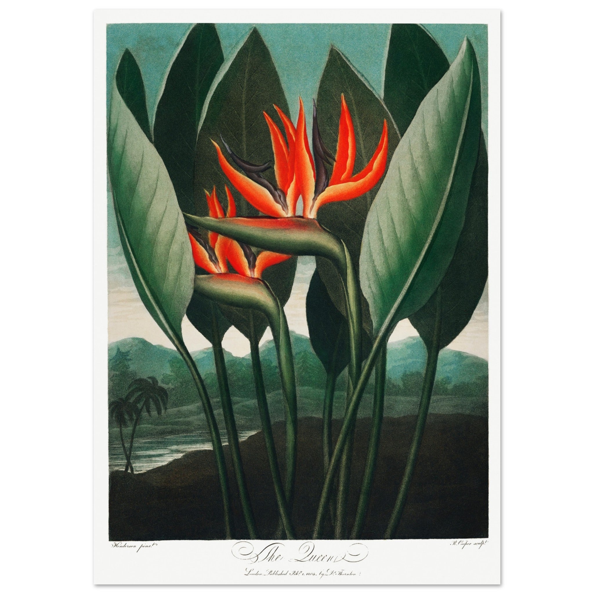 Birds Of Paradise Art Print, floral, green, orange, #illieeart