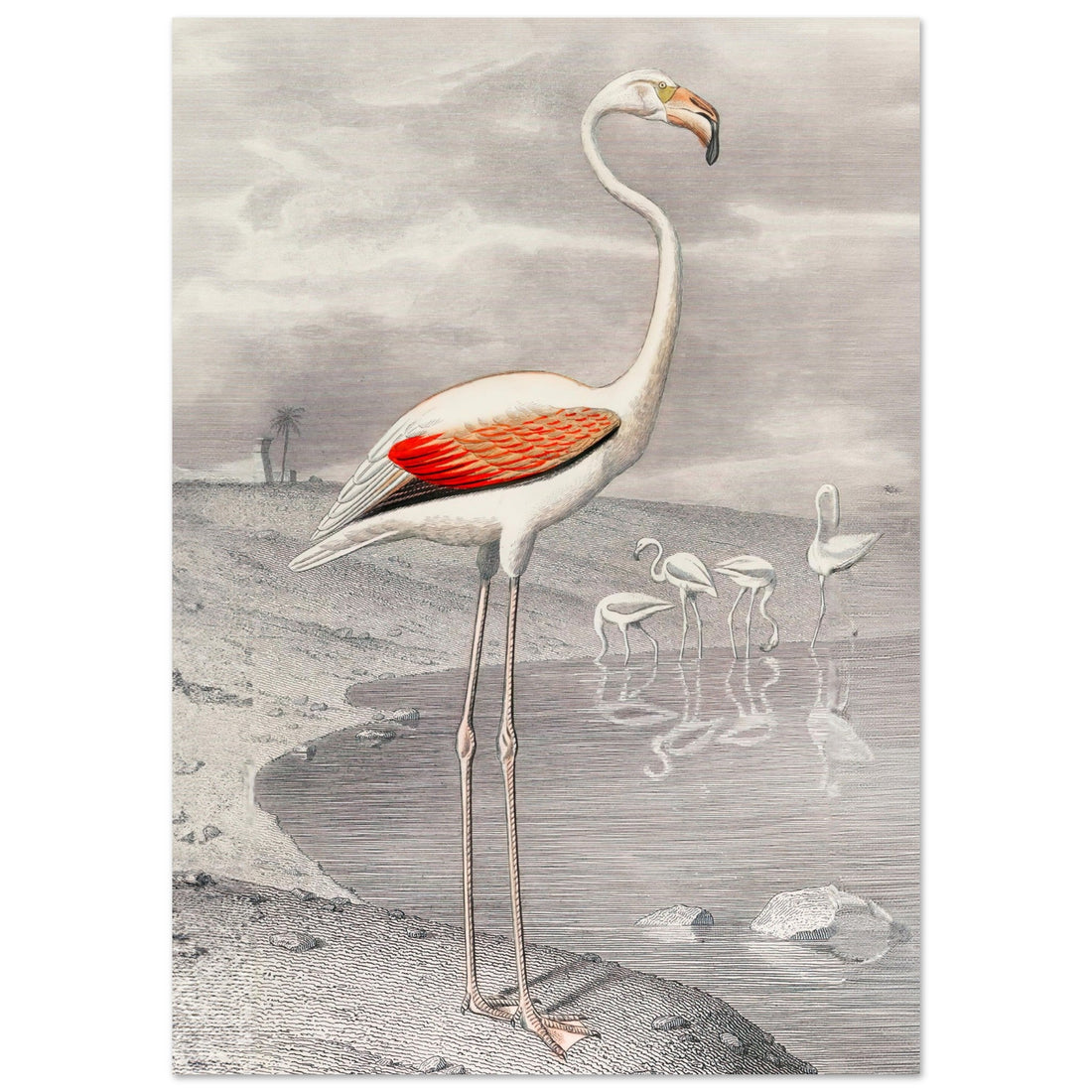 Flamingo by Edouard Travies, , , , #illieeart