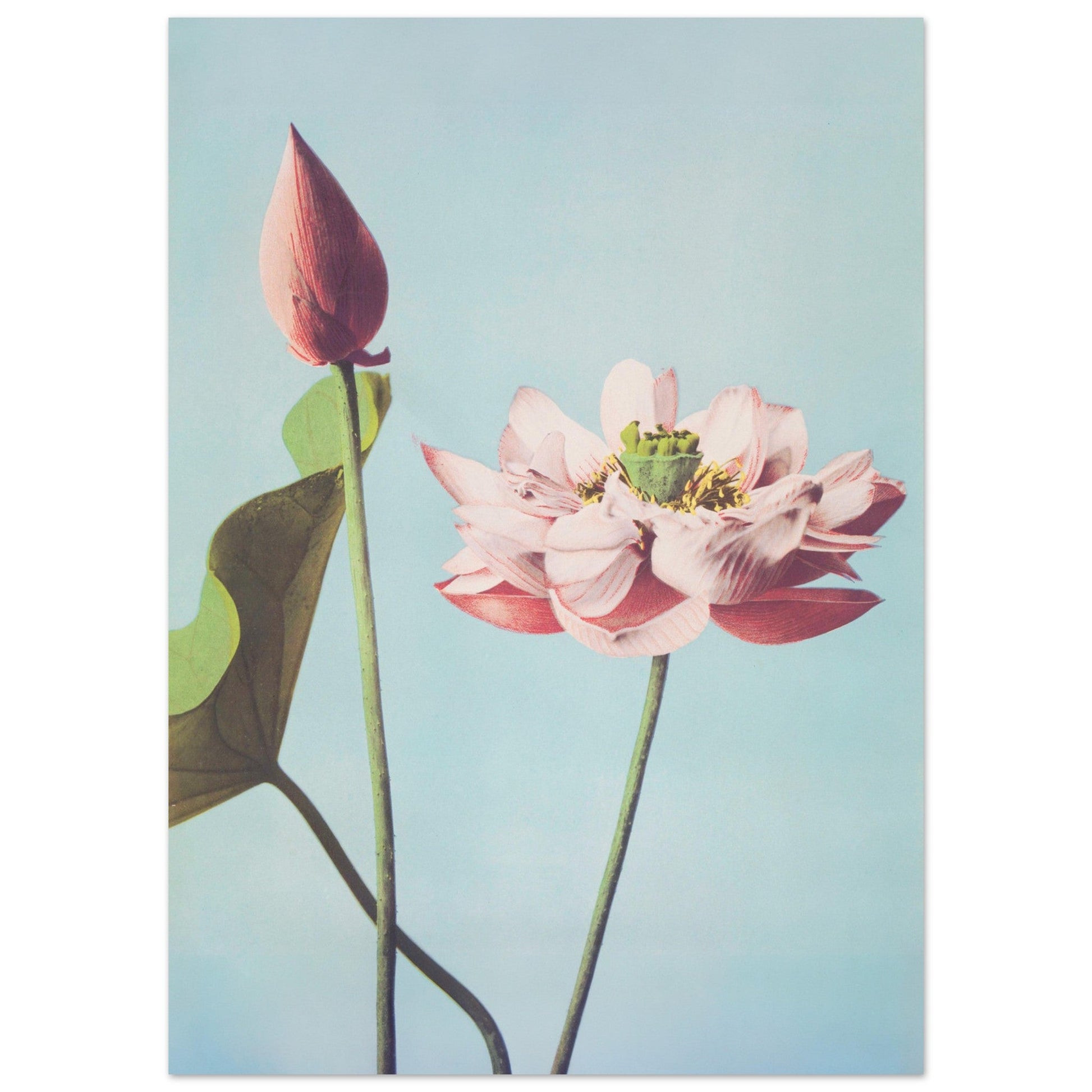 Lotus - Vintage Japanese, botanical art print, Vintage Japanese, Vintage Lotus Prints, #illieeart