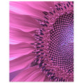 Purple Sunflower, Big Flower Print, Purple Sunflower, , #illieeart