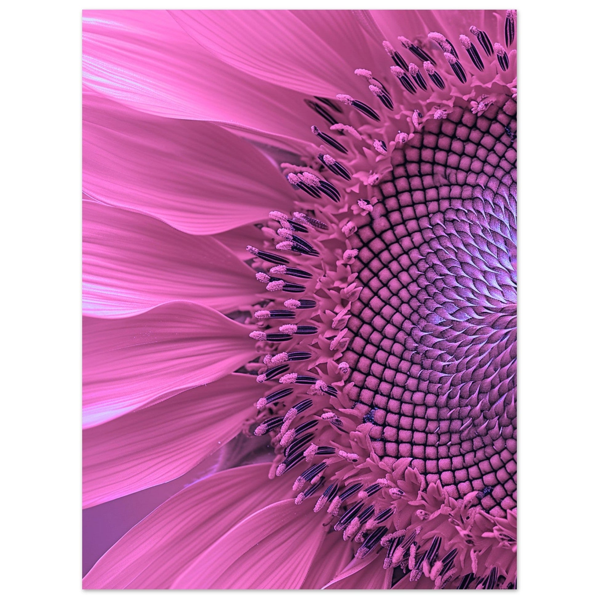 Purple Sunflower, Big Flower Print, Purple Sunflower, , #illieeart