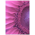 Purple Sunflower, Big Flower Print, Purple Sunflower, , #illieeart