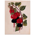 Red - Mrs Popple, Red flower, Red Mrs Popple, Vintage Flower print, #illieeart
