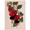 Red - Mrs Popple, Red flower, Red Mrs Popple, Vintage Flower print, #illieeart