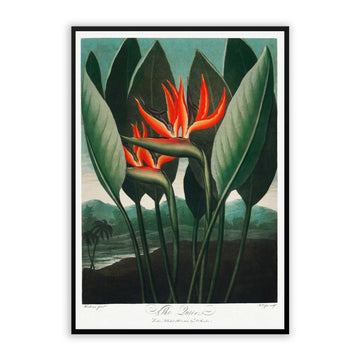 Birds Of Paradise  Print