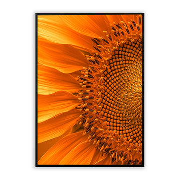 Big Sunflower Print