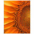 Big Sunflower Art Print, Big Flower Prints, Big Sunflower, Yellow Flower Prints, #illieeart