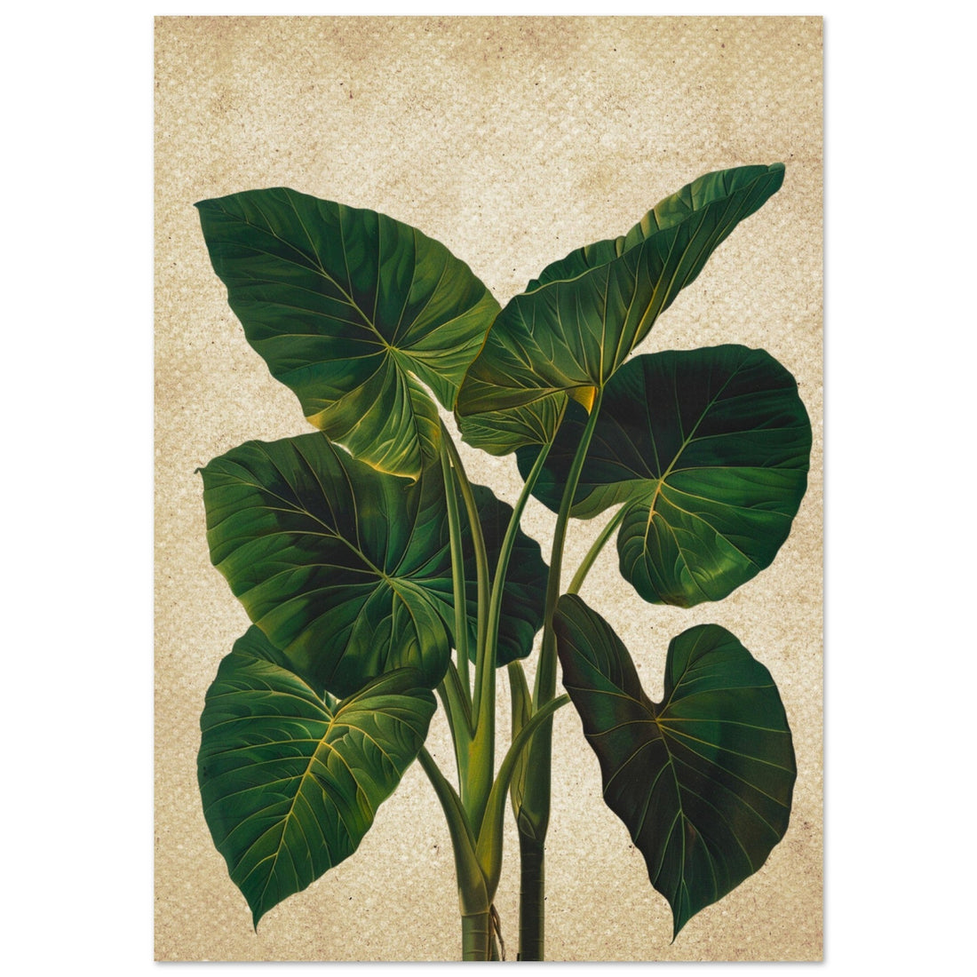 Vintage Colocasia, Botanical Prints, Vintage Colocasia, Vintage Print, #illieeart