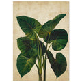 Vintage Colocasia, Botanical Prints, Vintage Colocasia, Vintage Print, #illieeart