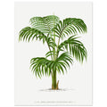 Vintage Palm, botanical art print, Vintage Palm, , #illieeart
