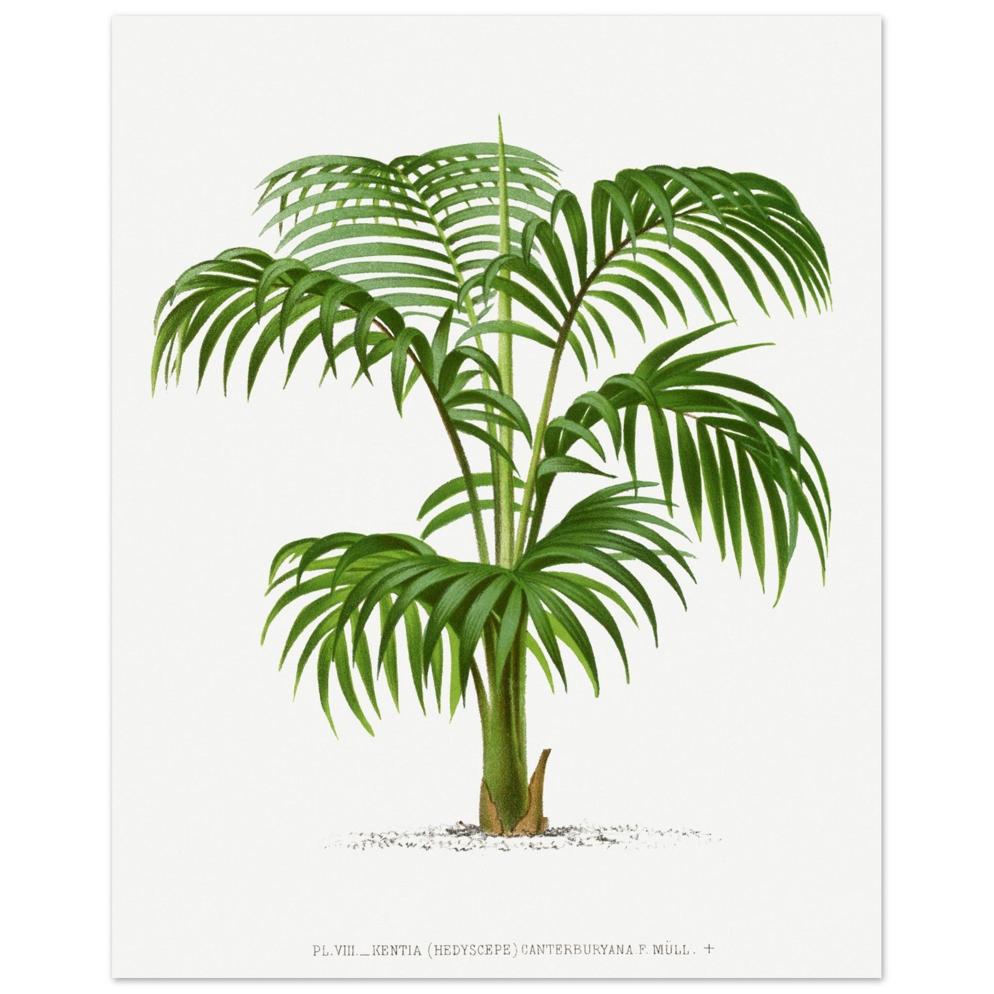 Vintage Palm, botanical art print, Vintage Palm, , #illieeart