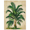 Vintage Palm, , , , #illieeart