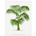 Vintage Palm, botanical art print, Vintage Palm, , #illieeart