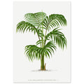 Vintage Palm, botanical art print, Vintage Palm, , #illieeart