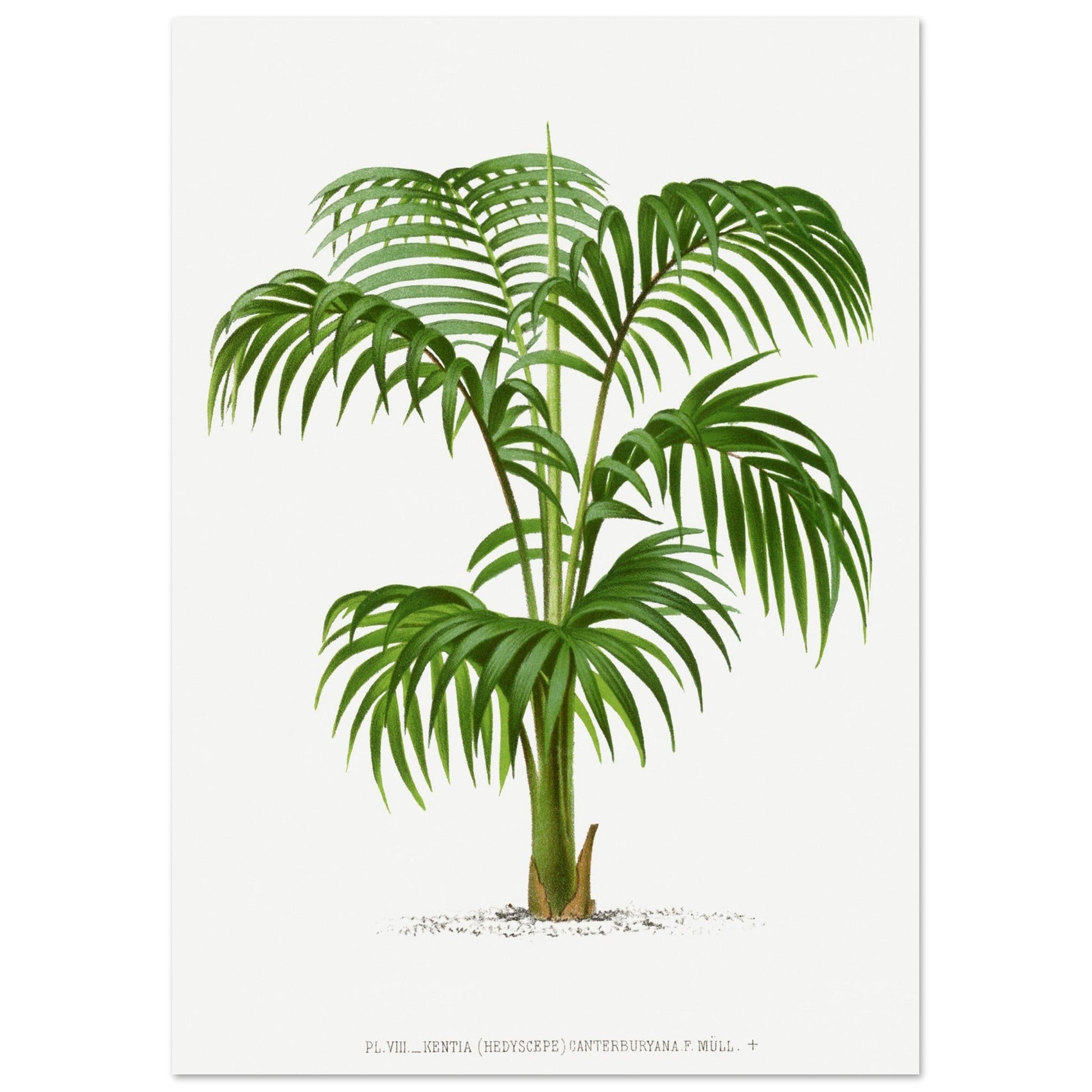 Vintage Palm, botanical art print, Vintage Palm, , #illieeart