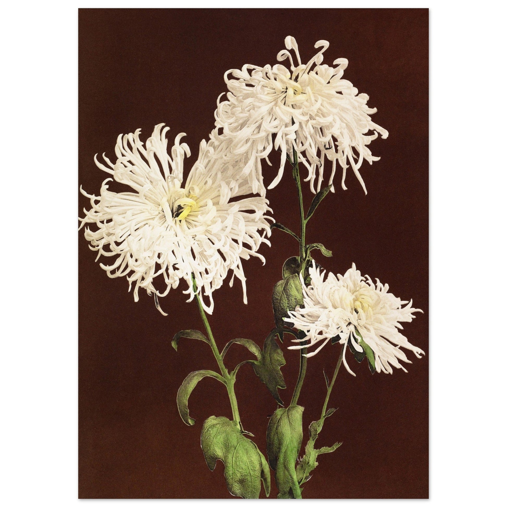 White Chrysanthemums, botanical art print, vintage floral art print, White Chrysanthemums, #illieeart