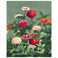 Zinnias, floral art print, vintage floral art print, Zinnias, #illieeart